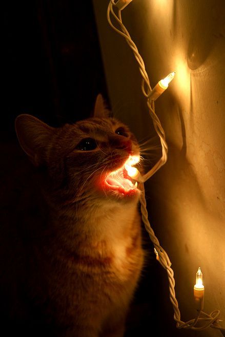 Cat Light.jpg (46 KB)